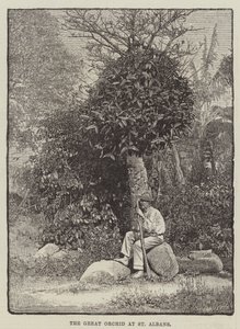 La grande orchidée à St Albans (gravure) - English School