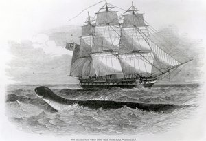 Le grand serpent de mer vu pour la première fois depuis le H.M.S. Daedalus - English School