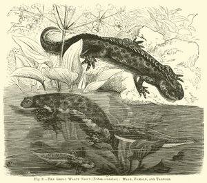 Le grand triton crêté (Triton cristatus), mâle, femelle et têtard - English School