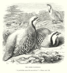 La perdrix grecque (gravure) - English School