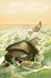 La Baleine du Groenland