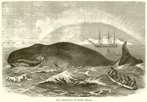 La baleine du Groenland ou baleine franche - English School