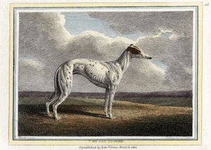 Le Lévrier, pub. 1812 - English School