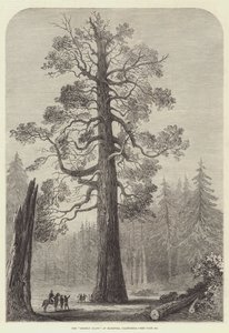 Le "Grizzly Giant" de Mariposa, Californie (gravure) - English School