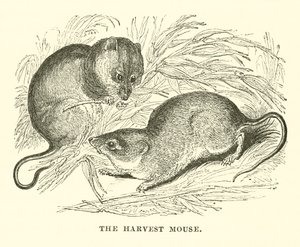 La souris des moissons (gravure) - English School