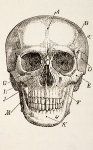 Le crâne humain - English School