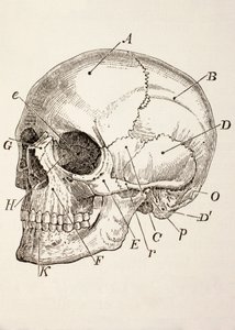 Le crâne humain - English School