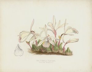 La Pleione Humble, Pleione Humilis - English School
