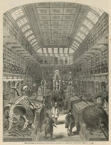 Le Musée Hunterian au Collège Royal des Chirurgiens - English School