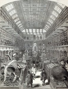 Le Musée Hunterian, au Royal College of Surgeons, de 