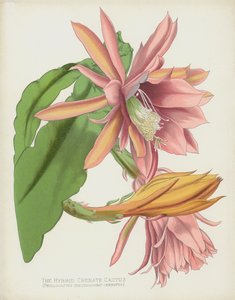 Le Cactus Crénelé Hybride, Phyllocactus Speciosissimo-Crenatus - English School