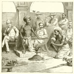 Le tour de la plante indienne - English School