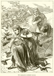Les Israélites ramassant des cailles - English School