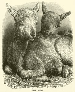 Les enfants (gravure) - English School