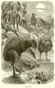 Le kiwi