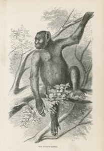 Le Kooloo-Kamba