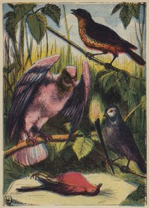 Le linotte, la colombe et le rouge-gorge - English School