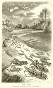 La Sauterelle - English School