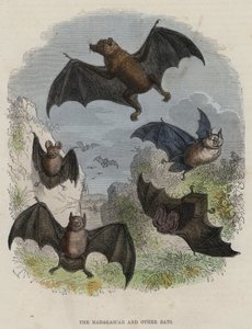 Les chauves-souris de Madagascar et autres - English School