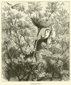 Le nid de pie (gravure) - English School