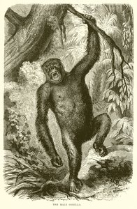 Le gorille mâle - English School