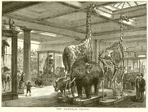 Le salon des mammifères - English School