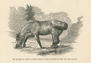 La manière dont un cheval à cou court parvient à se nourrir sur le sol (gravure) - English School