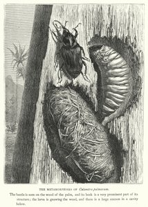 Les Métamorphoses de Calandra palmarum - English School