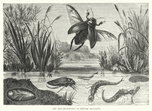 Les Métamorphoses de Dytiscus marginalis - English School
