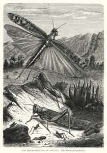 Les Métamorphoses des Criquets, Acridium peregrinum - English School