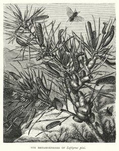 Les Métamorphoses de Lophyrus pini - English School