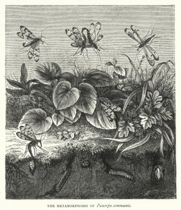 Les Métamorphoses de Panorpa communis - English School