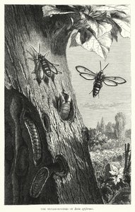 Les Métamorphoses de Sesia apiformis - English School