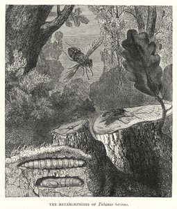 Les Métamorphoses de Tabanus bovinus (gravure) - English School