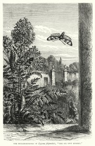 Les Métamorphoses de Zygaena filipendulae, "Le Zygène de la Filipendule" (gravure) - English School