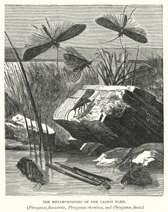 Les Métamorphoses des Phryganes, Phryganea flavicornis, Phryganea rhombica, et Phryganea fusca - English School