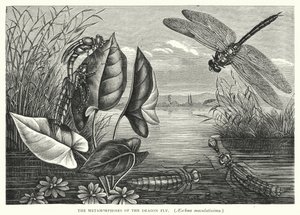 Les Métamorphoses de la Libellule, Aeschna maculatissima - English School