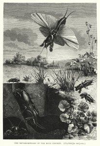 Les Métamorphoses du grillon-taupe, Gryllotalpa vulgaris (gravure) - English School