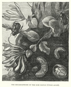 Les Métamorphoses du scarabée rose, Cetonia aurata (gravure) - English School