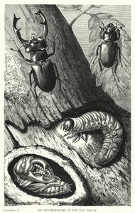 Les Métamorphoses du Cerf-Volant - English School
