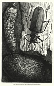 La Métamorphose d