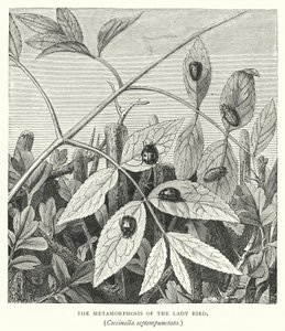 La Métamorphose de la coccinelle, Coccinella septempunctata (gravure) - English School