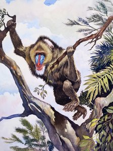 Le berger des singes, extrait de "Wonders of Nature" (Merveilles de la nature)