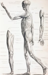 Les muscles du corps humain - English School