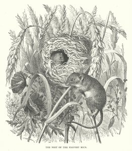 Le nid des souris de la moisson (gravure) - English School