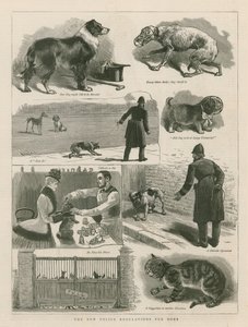 Les nouvelles réglementations de la police pour les chiens - English School