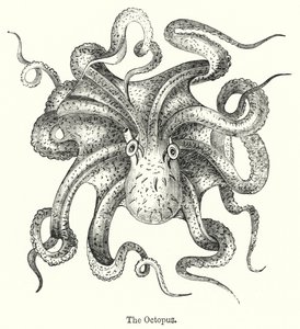 La pieuvre (gravure)