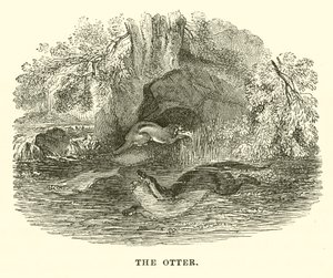 La Loutre (gravure) - English School