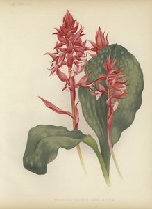 Le Stenorrhynchos remarquable