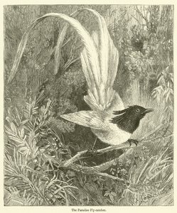 Le gobe-mouche du paradis (gravure) - English School